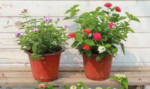 直播最新爆料新闻报道视频,最新爆料新闻视频深度解析  第3张 直播最新爆料新闻报道视频,最新爆料新闻视频深度解析  第3张