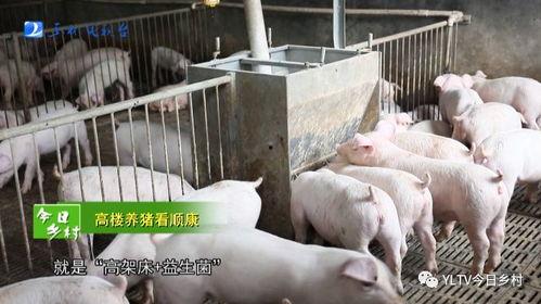 肥猪爆料虎子怎么做的视频,虎子独家视频揭秘制作过程  第2张 肥猪爆料虎子怎么做的视频,虎子独家视频揭秘制作过程  第2张