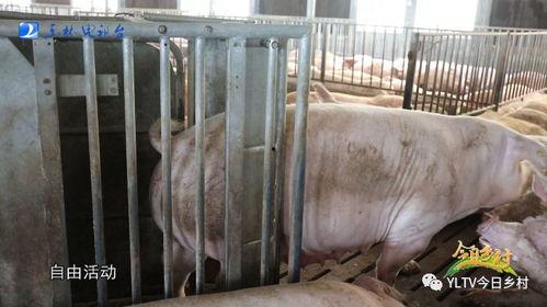 肥猪爆料虎子怎么做的视频,虎子独家视频揭秘制作过程  第3张 肥猪爆料虎子怎么做的视频,虎子独家视频揭秘制作过程  第3张