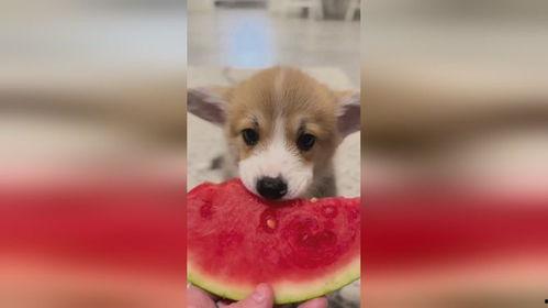 娱乐圈吃瓜小狗是谁,揭秘神秘网友背后的真实身份