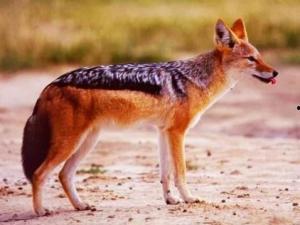 头狼爆料最新内容,揭秘娱乐圈最新动态,独家爆料震惊业界!