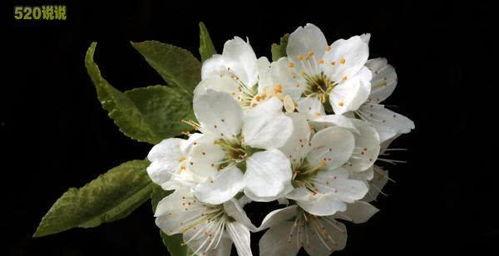 重大舞蹈爆料视频,重大舞蹈爆料视频背后的惊人真相  第3张 重大舞蹈爆料视频,重大舞蹈爆料视频背后的惊人真相  第3张