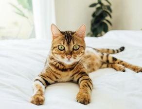 色猫吃瓜网站免费推荐,色猫吃瓜网站免费推荐,带你畅游娱乐新天地  第2张 色猫吃瓜网站免费推荐,色猫吃瓜网站免费推荐,带你畅游娱乐新天地  第2张