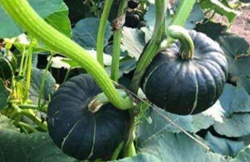 网红小视频吃瓜最新网站,热门事件一网打尽  第3张 网红小视频吃瓜最新网站,热门事件一网打尽  第3张